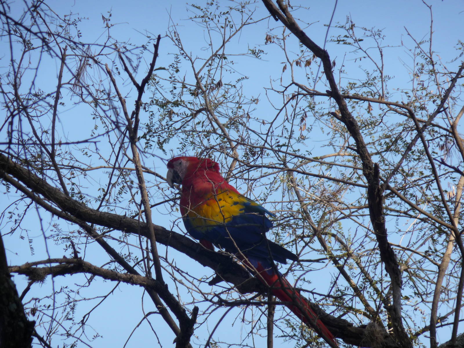 scarlet macaw africam safari