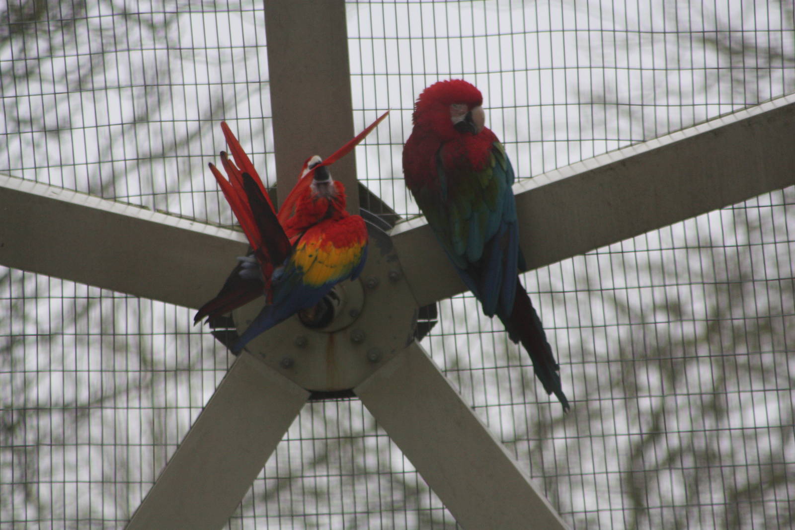 Scarlet Macaw and Green-winged Macaw, 18th February 2015