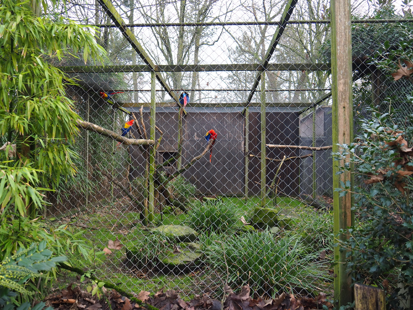 Scarlet macaw and Grey-winged trumpeter aviary, 2020-01-11