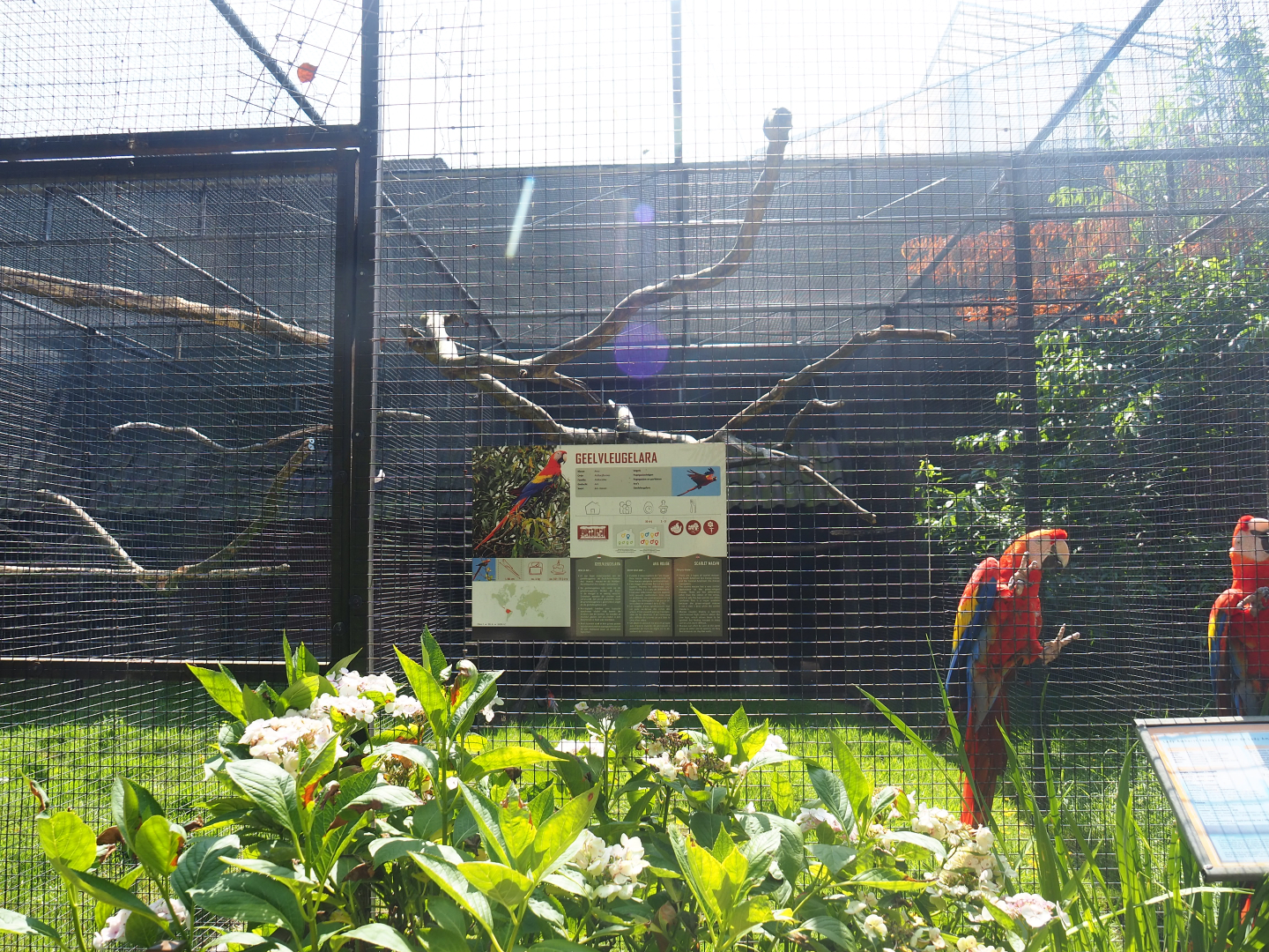 Scarlet macaw and Lady Amherst's pheasant aviary, 2019-08-04
