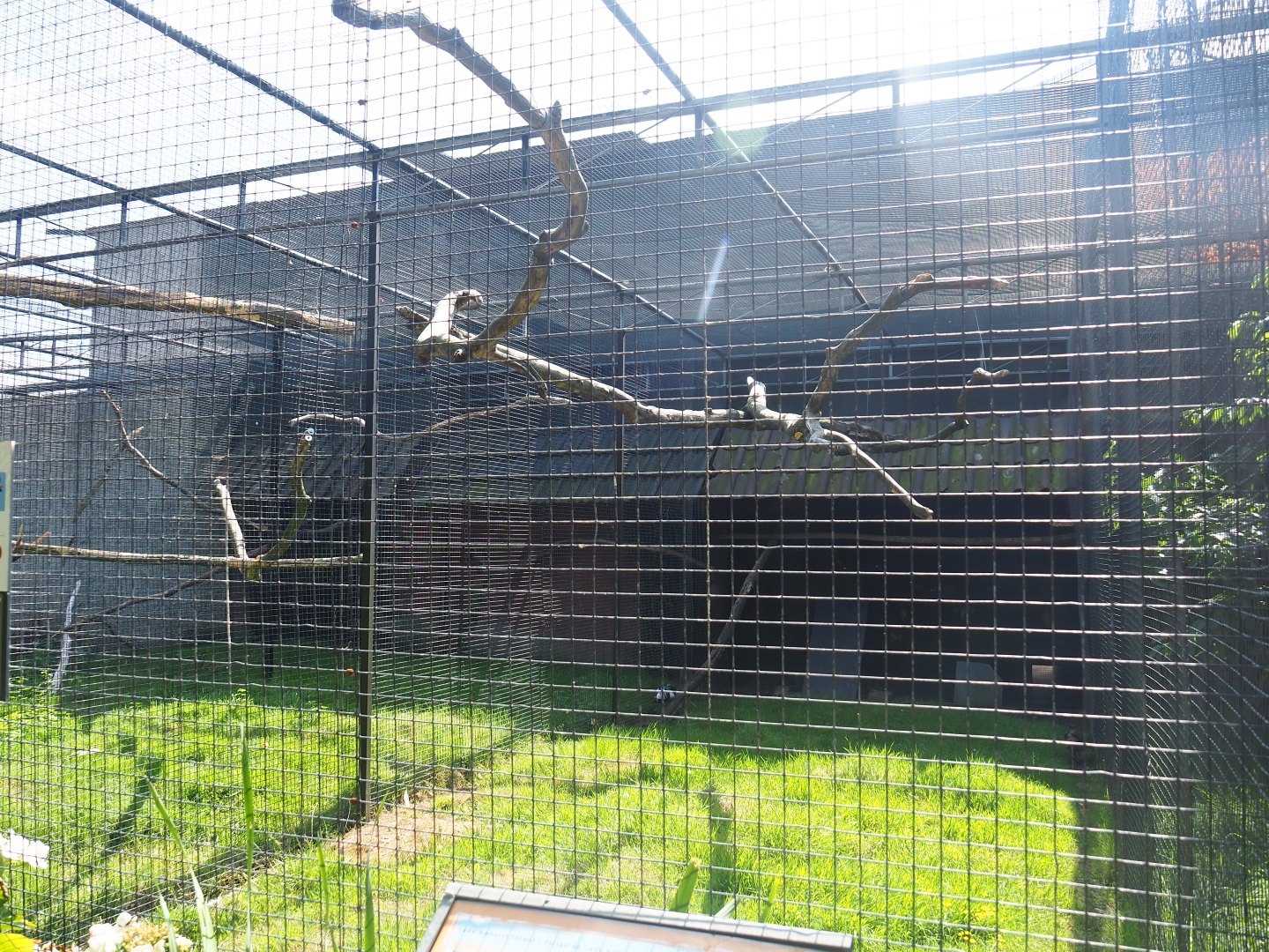 Scarlet macaw and Lady Amherst's pheasant aviary, 2019-08-04