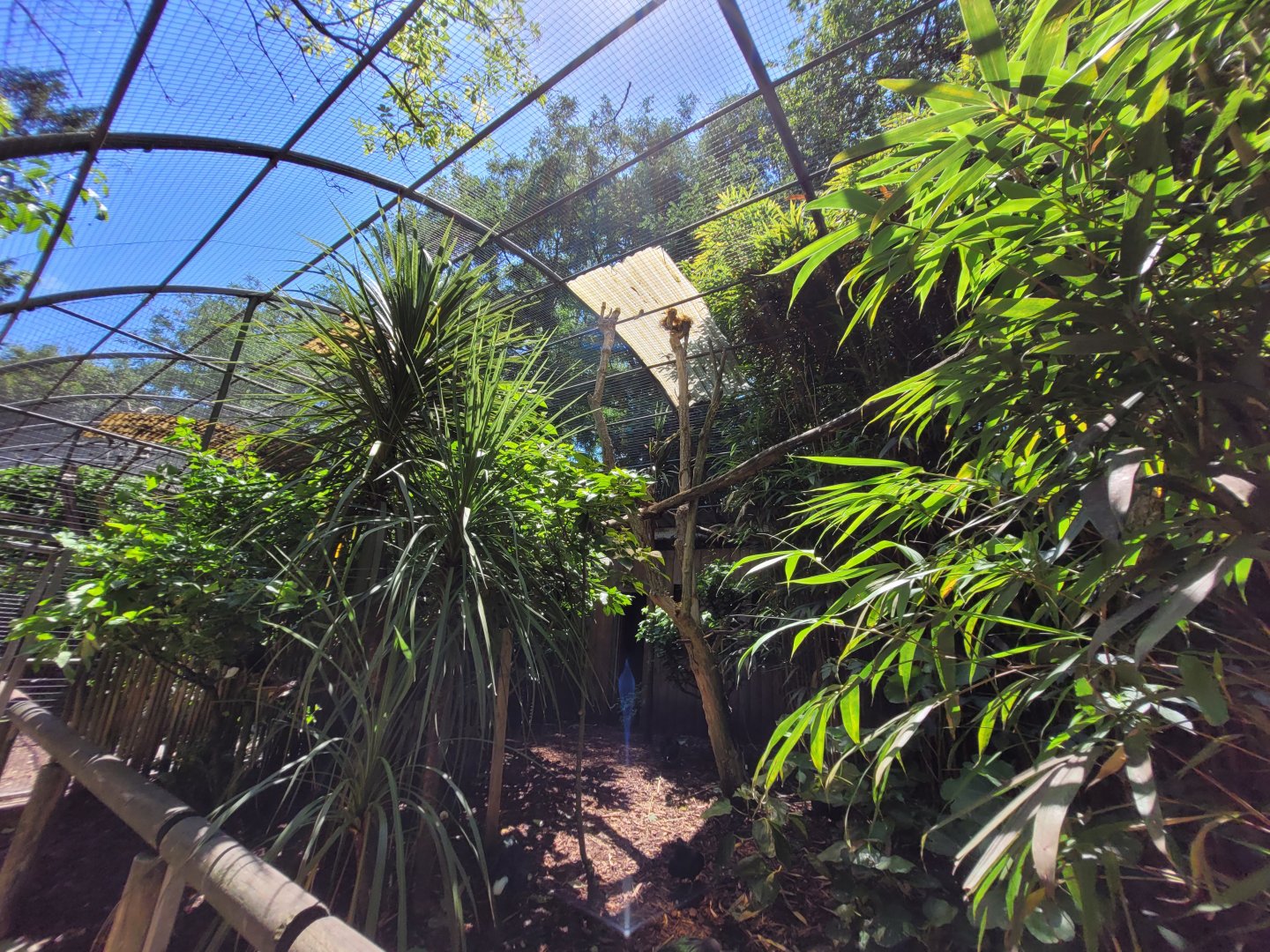 Scarlet macaw and Nicobar pigeon exhibit -Zoo d'Asson (2022)