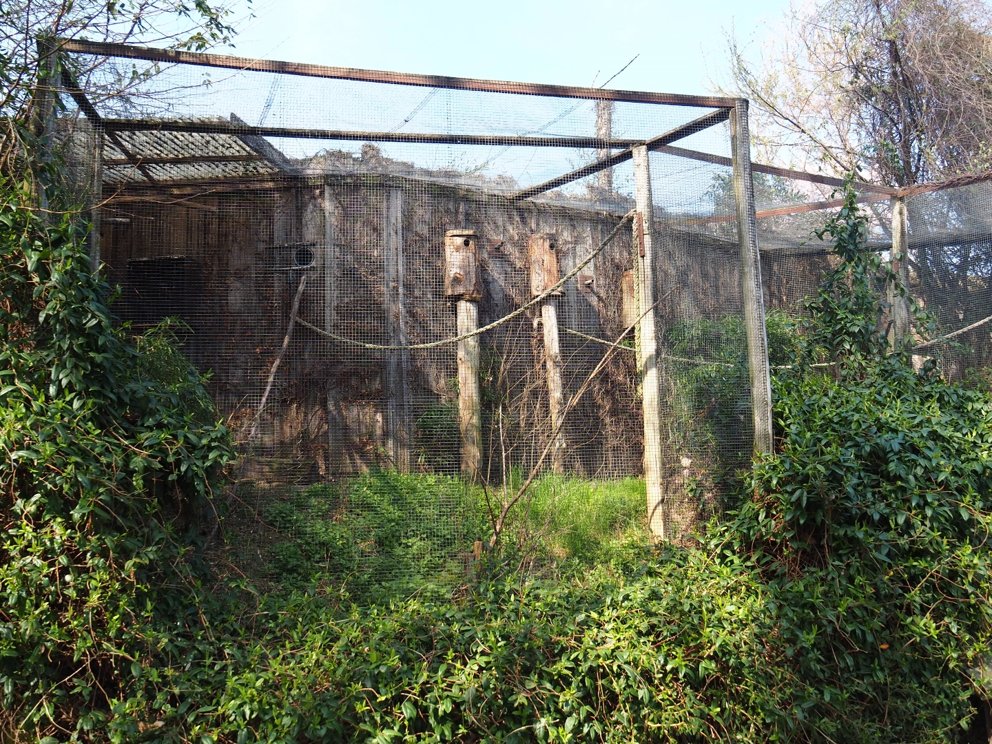 Scarlet macaw and sun conure aviary, 2019-03-30