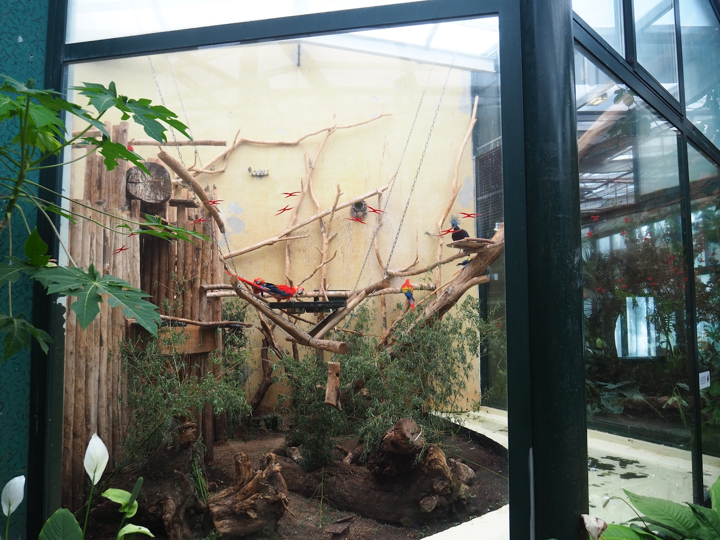 Scarlet macaw and Victoria crowned pigeon aviary, 2023-08-17