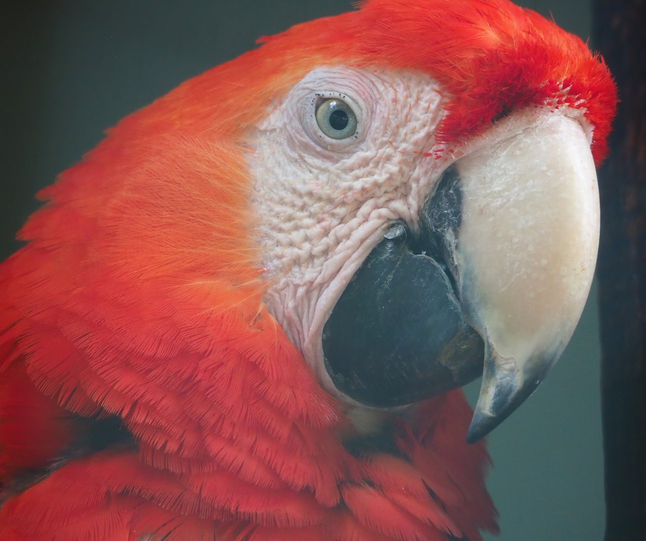Scarlet macaw (Ara chloropterus), 2023-06-24