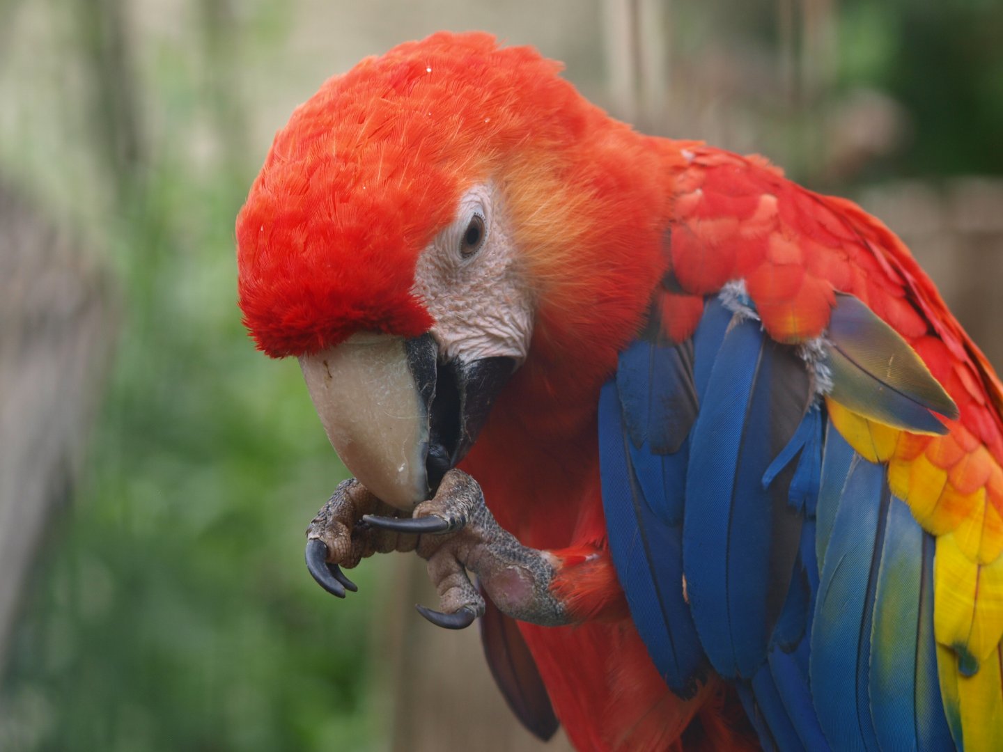 Scarlet macaw (Ara macao), 2015-06-28