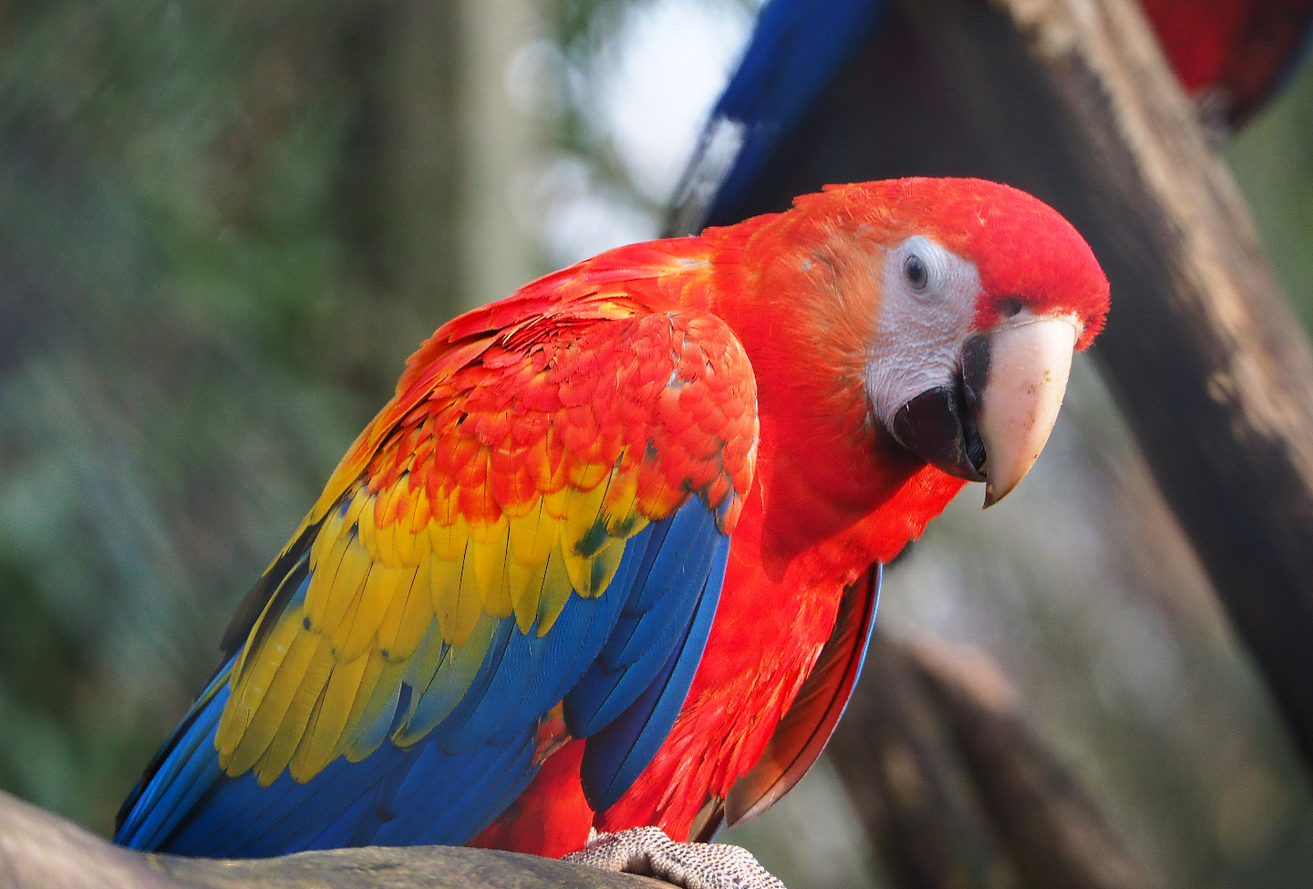 Scarlet macaw (Ara macao), 2019-12-28