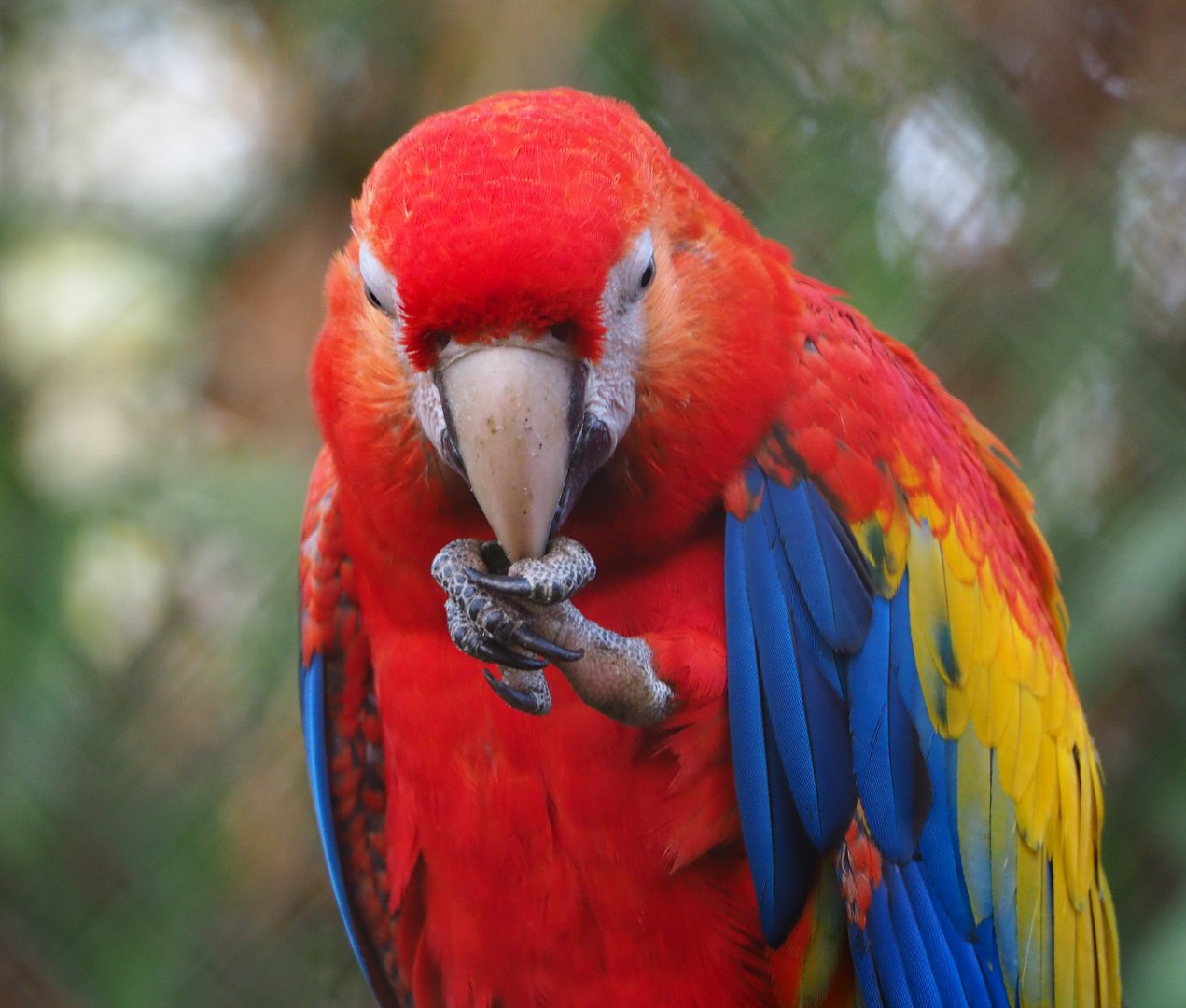 Scarlet macaw (Ara macao), 2019-12-28