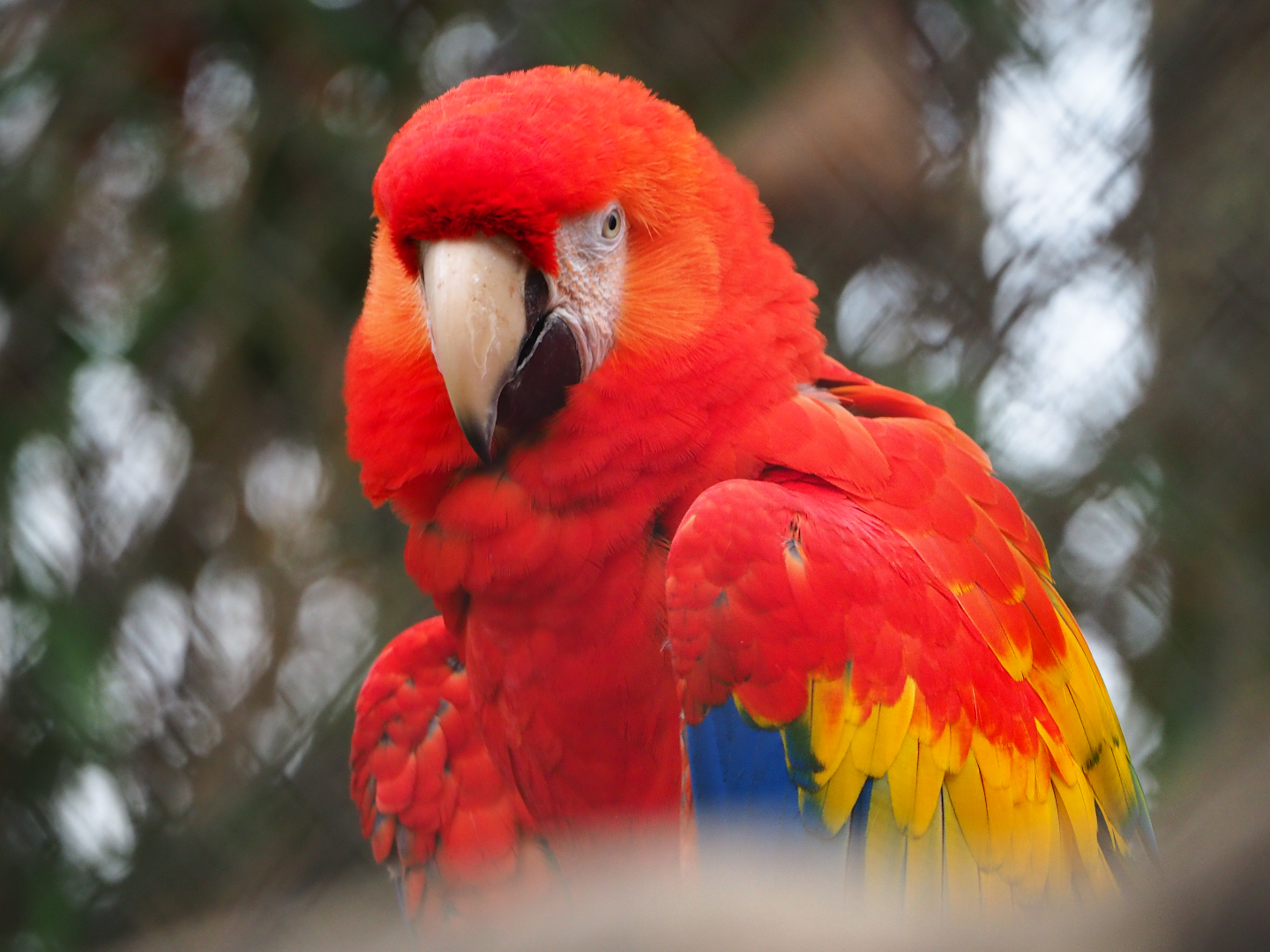 Scarlet macaw (Ara macao), 2020-01-11