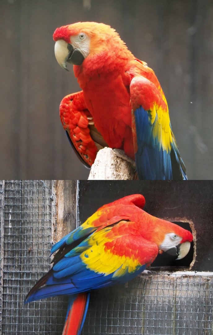 Scarlet macaw (Ara macao), 2020-05-23