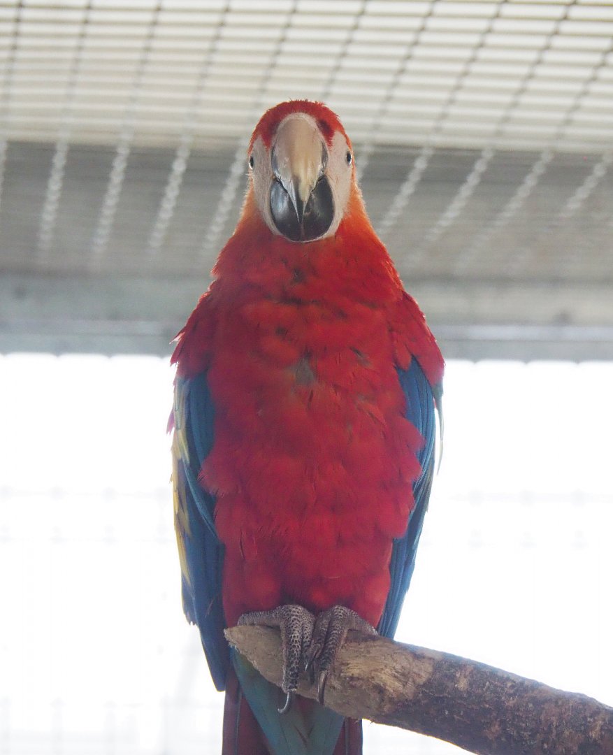 Scarlet macaw (Ara macao), 2022-05-17