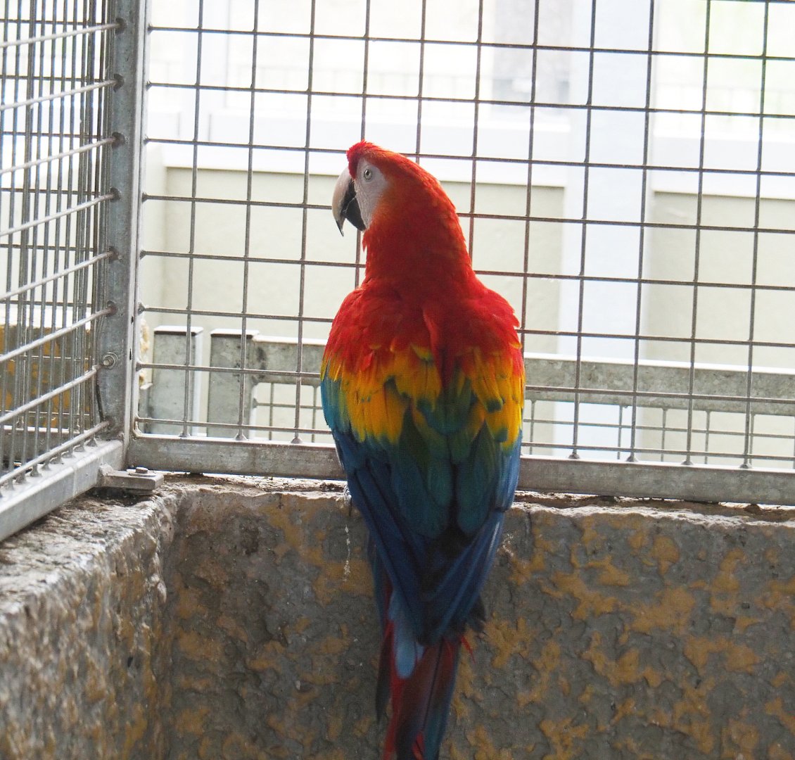 Scarlet macaw (Ara macao), 2022-05-17