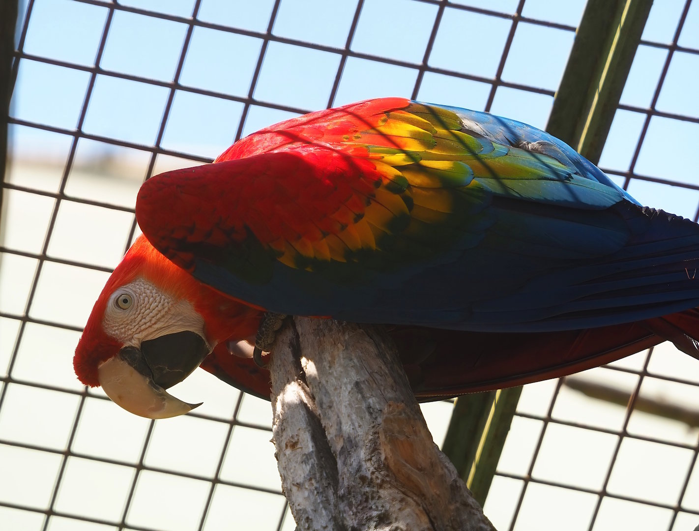 Scarlet macaw (Ara macao), 2023-05-19