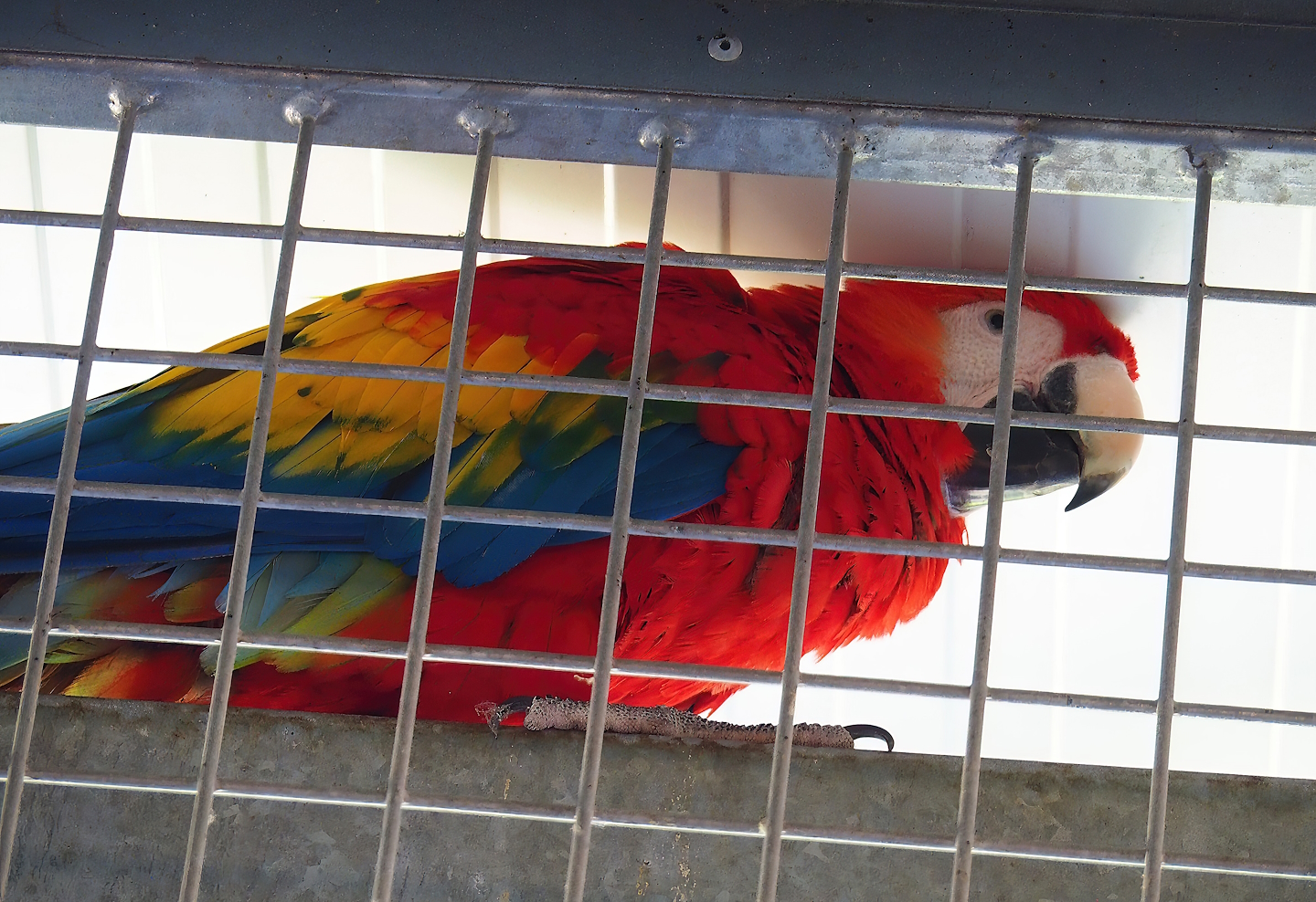 Scarlet macaw (Ara macao), 2023-05-31