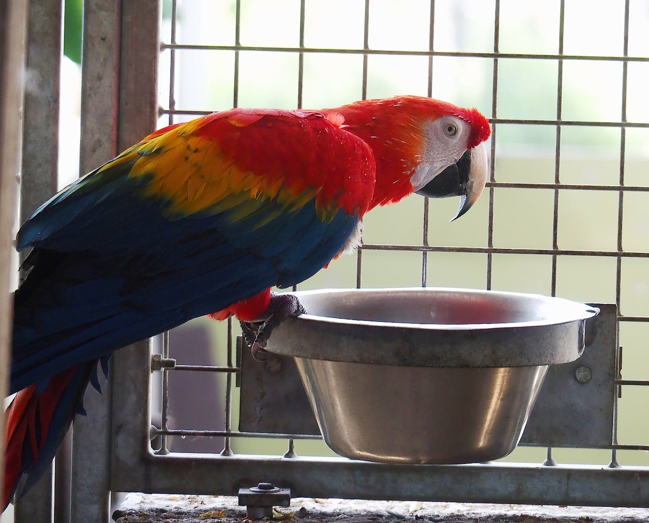 Scarlet macaw (Ara macao), 2023-05-31