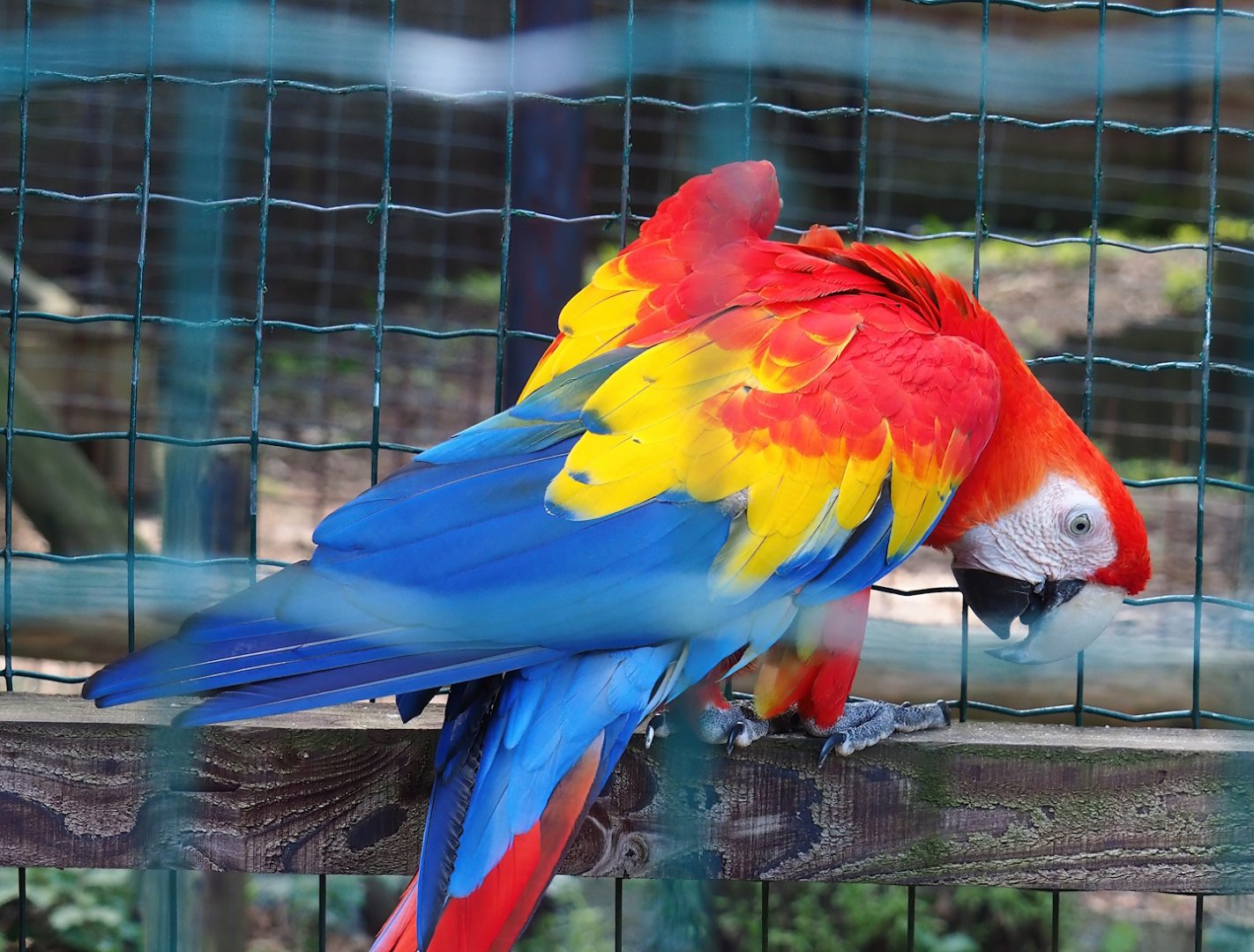 Scarlet macaw (Ara macao), 2023-06-24