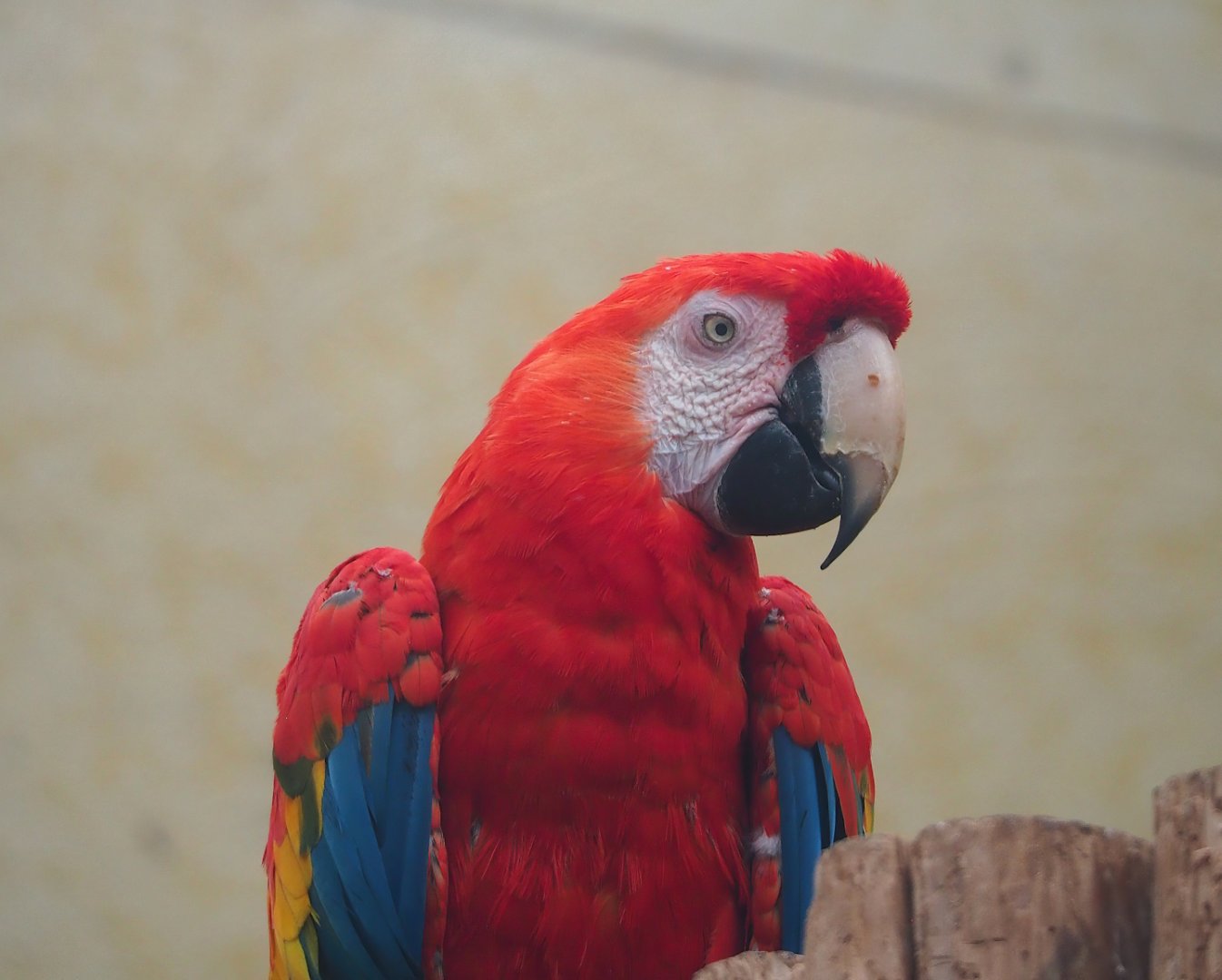 Scarlet macaw (Ara macao), 2023-08-17