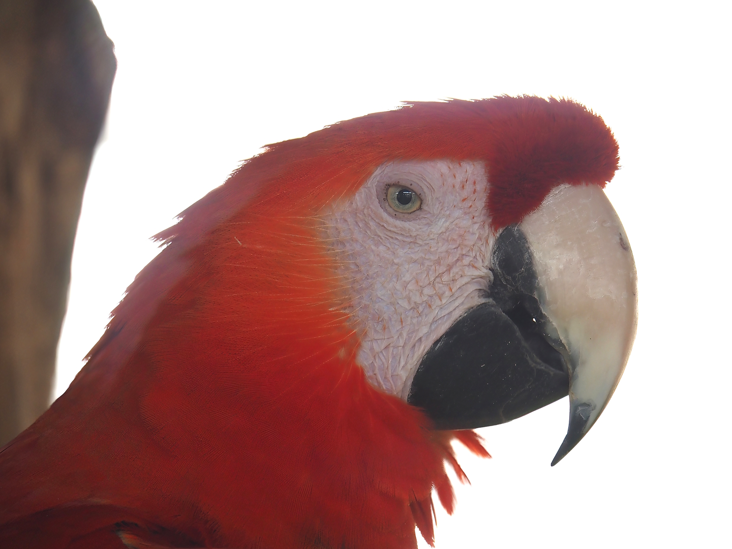 Scarlet macaw (Ara macao), 2024-04-14