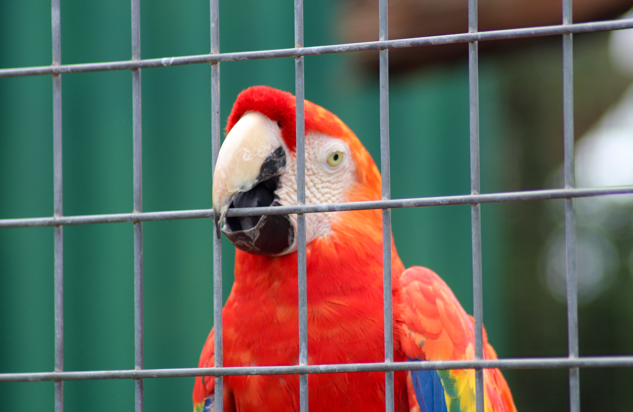Scarlet Macaw (Ara macao) - February 2020