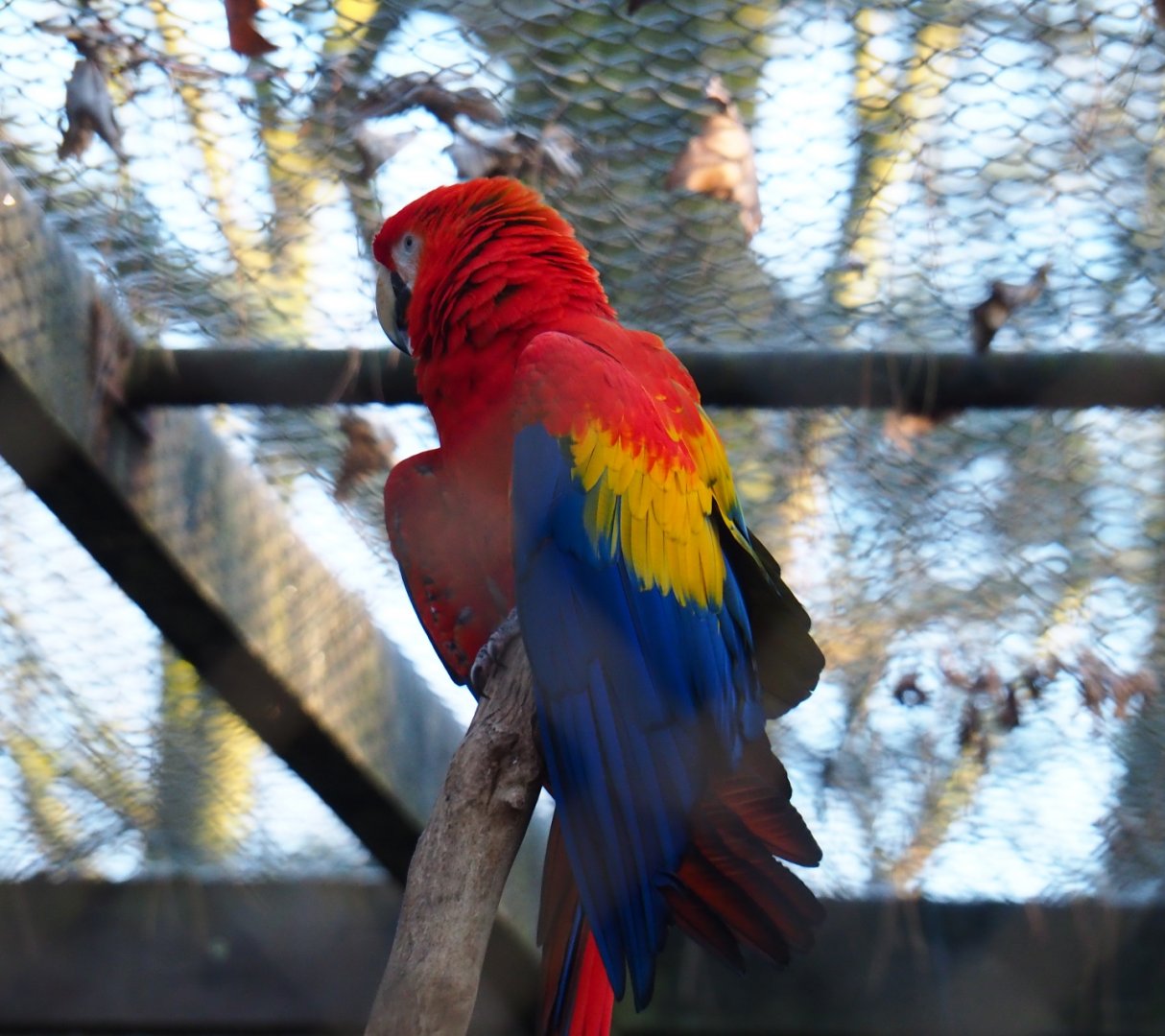 Scarlet macaw (Ara macao), Jan 20th, 2018