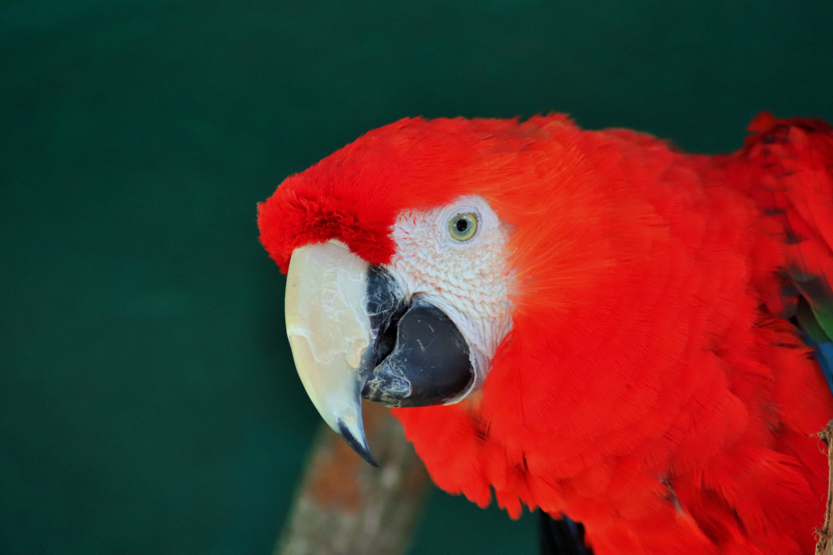 Scarlet Macaw (Ara macao)