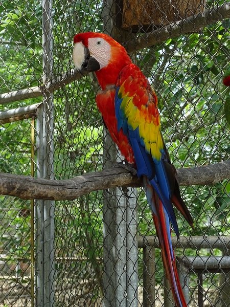 Scarlet macaw (Ara macao)