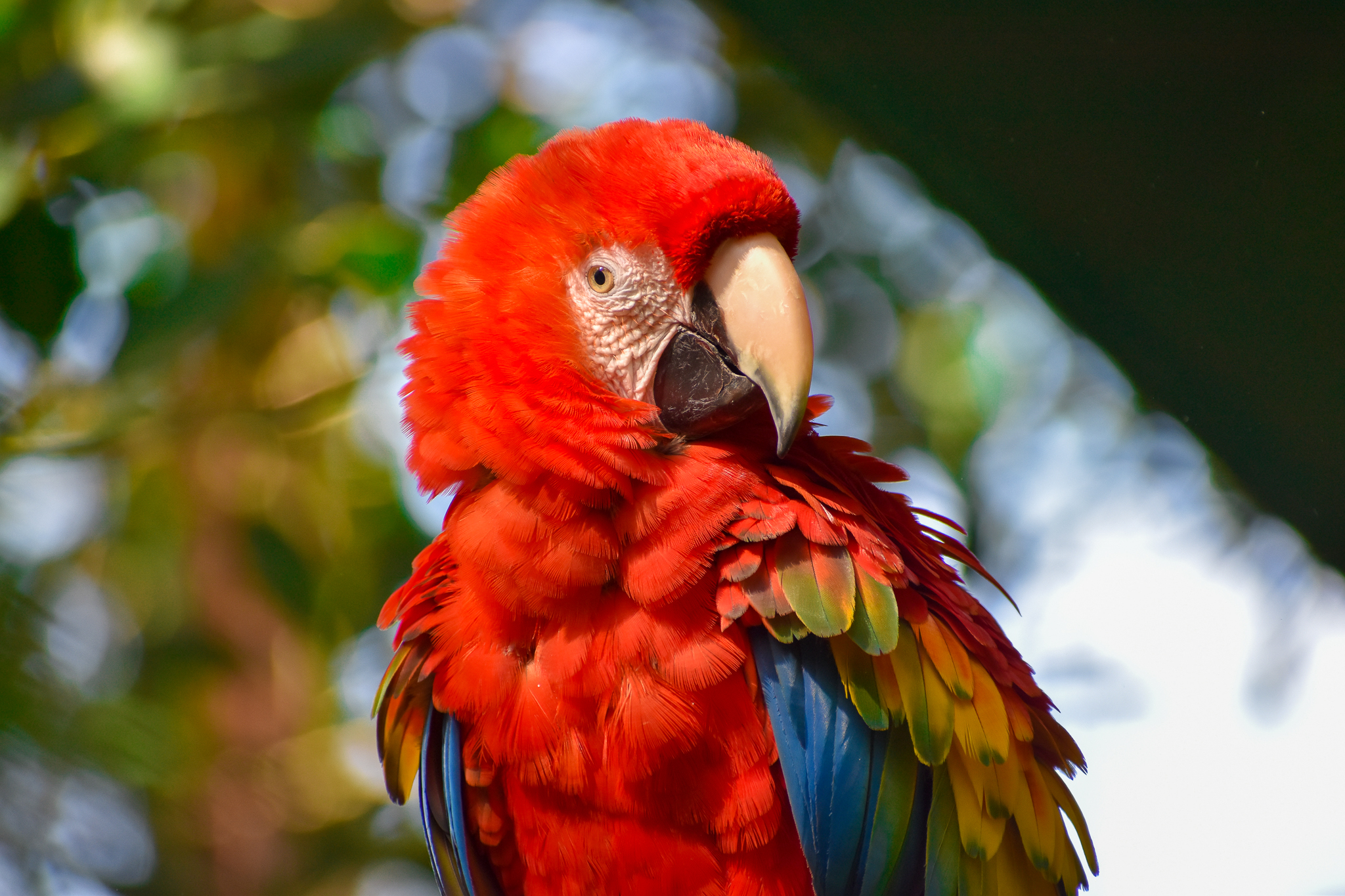 Scarlet Macaw (Ara macao)