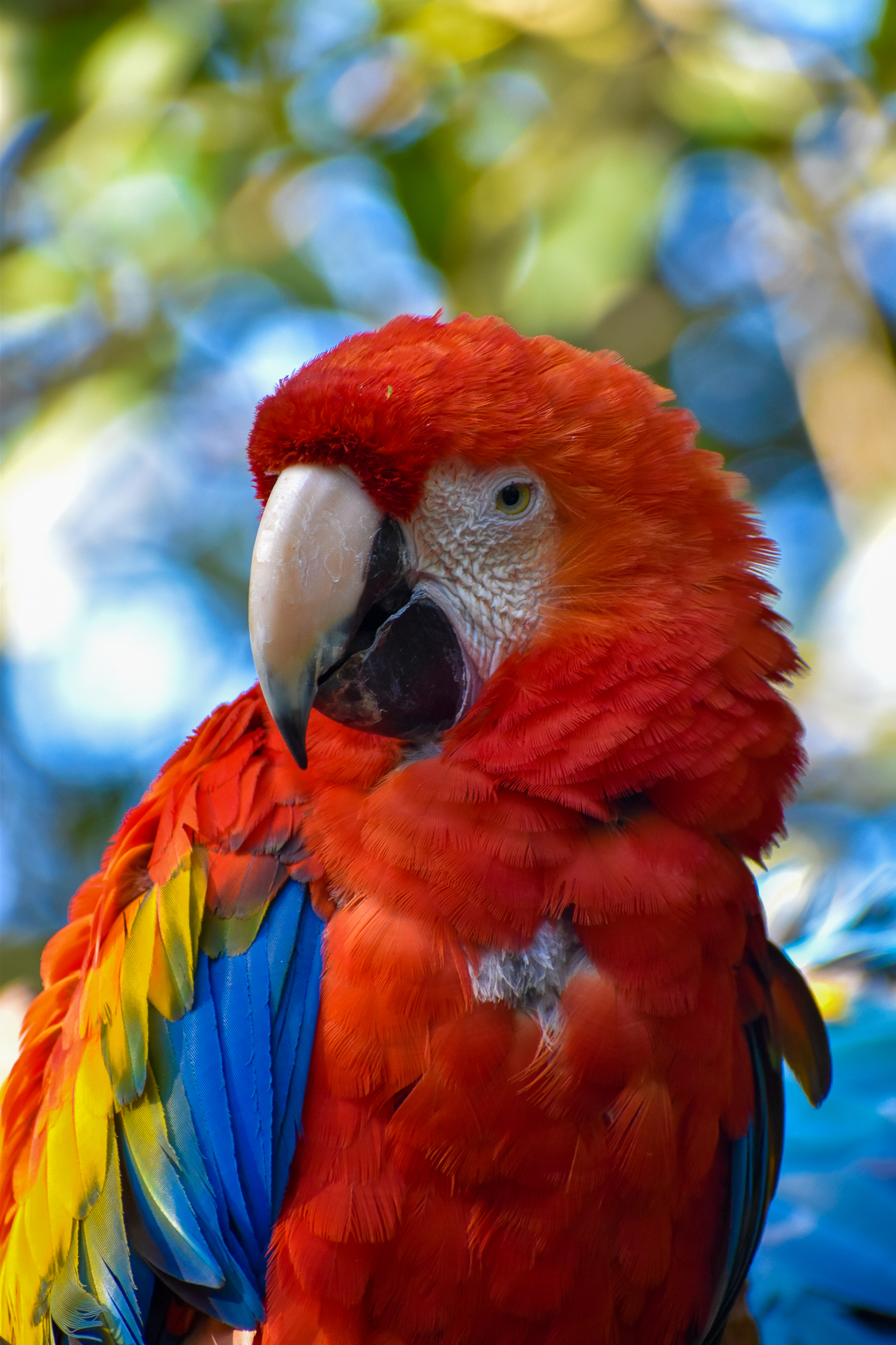 Scarlet Macaw (Ara macao)