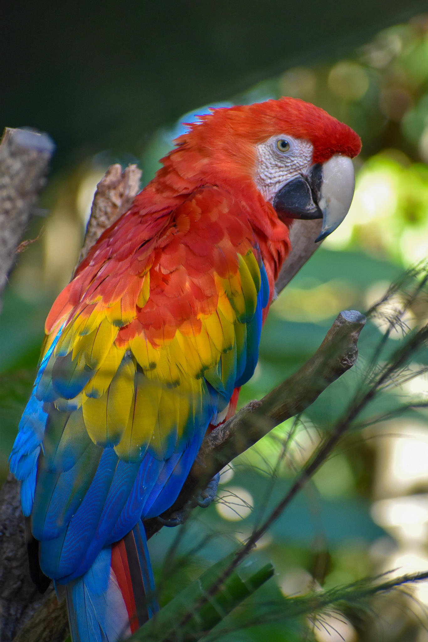 Scarlet Macaw (Ara macao)
