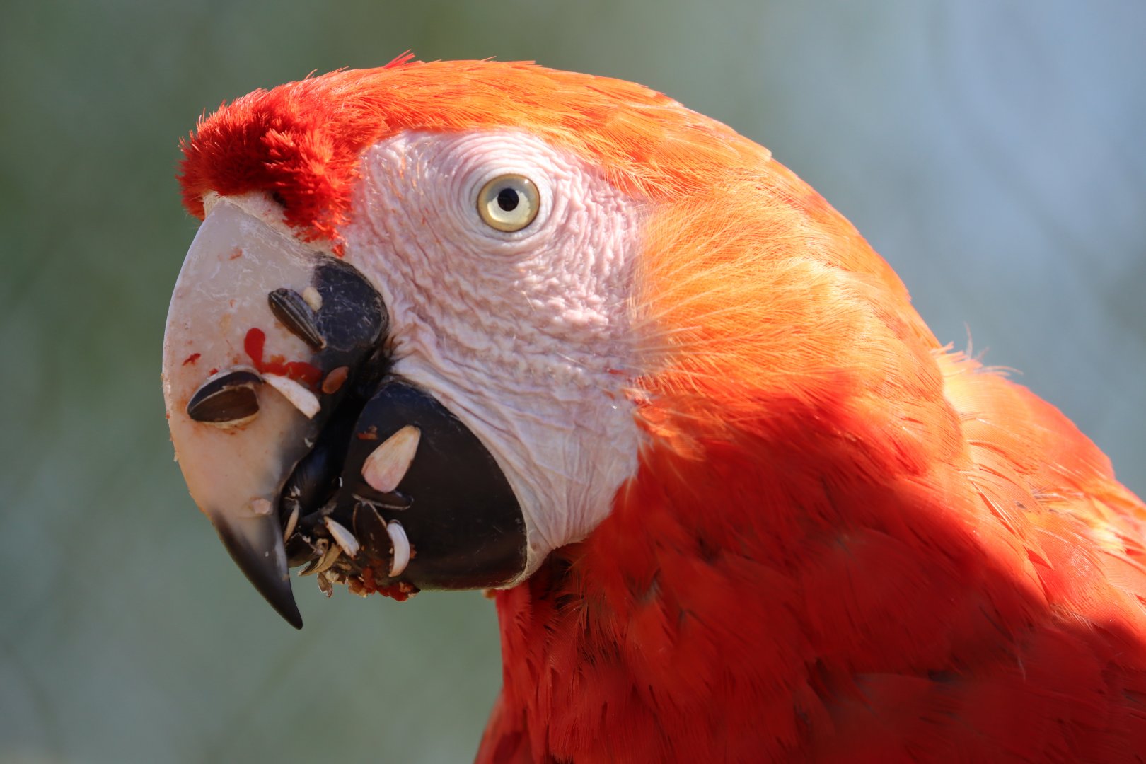 Scarlet macaw (Ara macao)