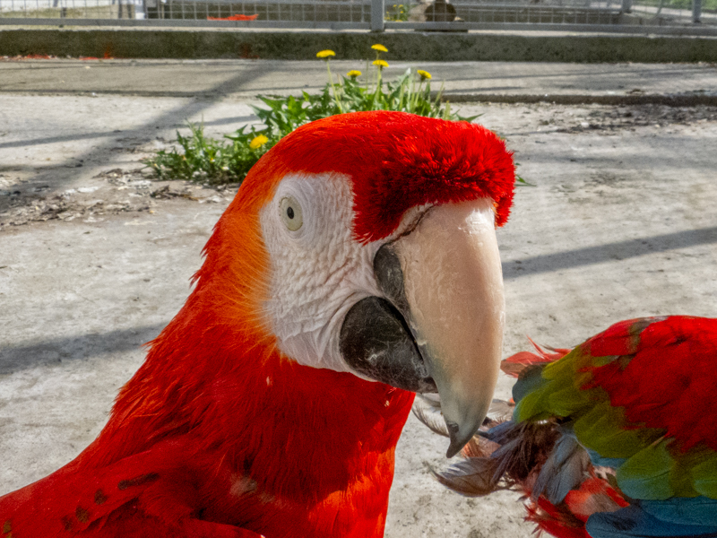 Scarlet macaw / Ara macao