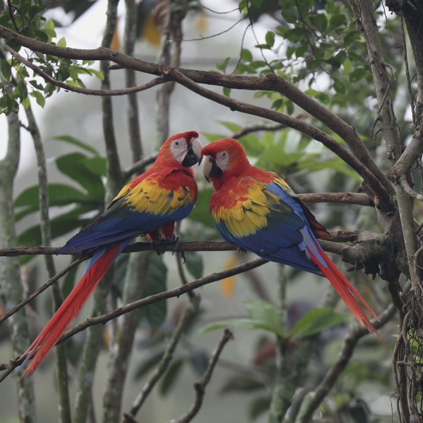 Scarlet Macaw (Ara macao)