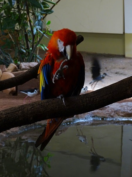 Scarlet macaw (Ara macao)