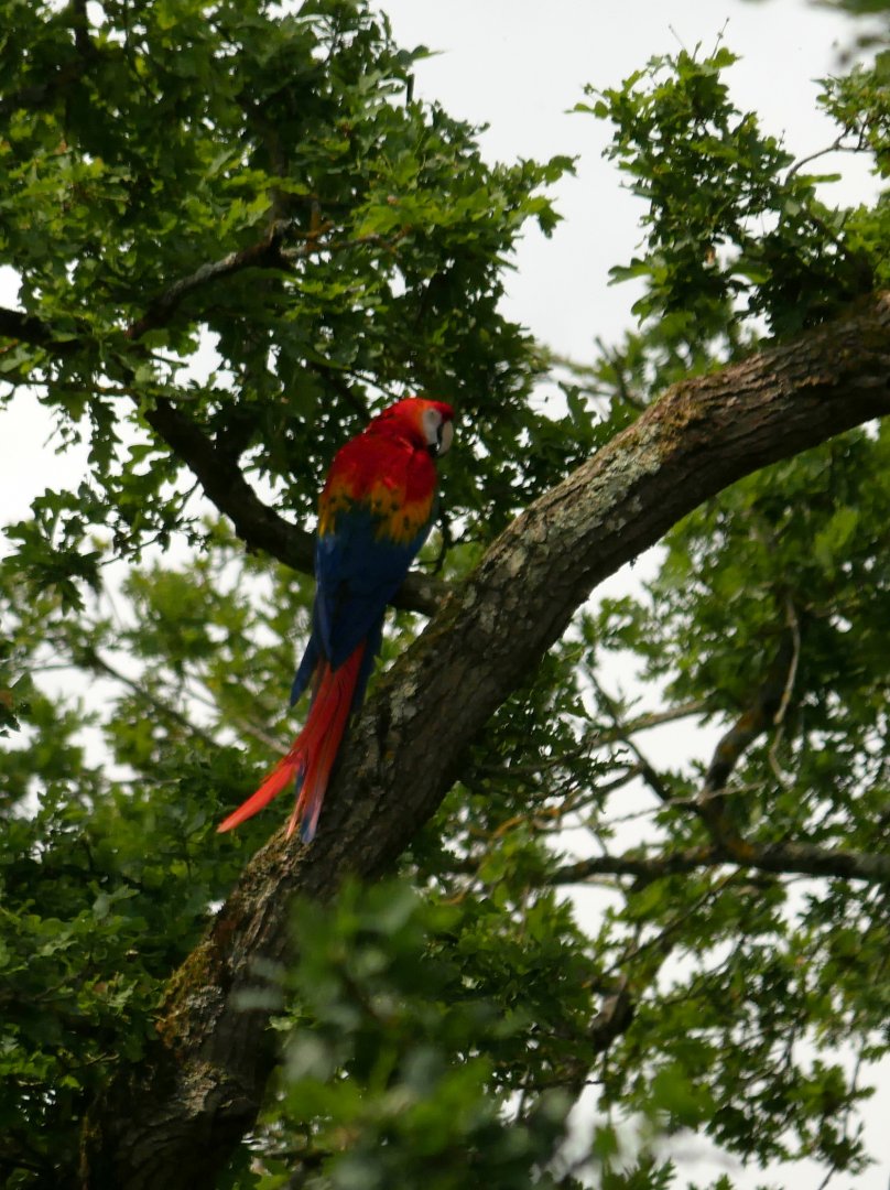 Scarlet macaw (Ara macao)