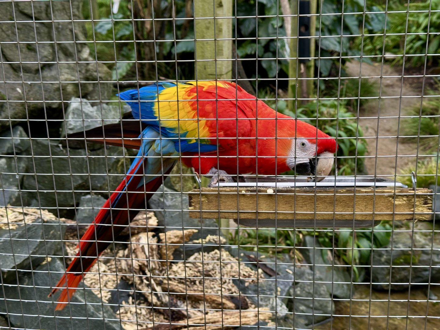 Scarlet macaw (Ara macao)