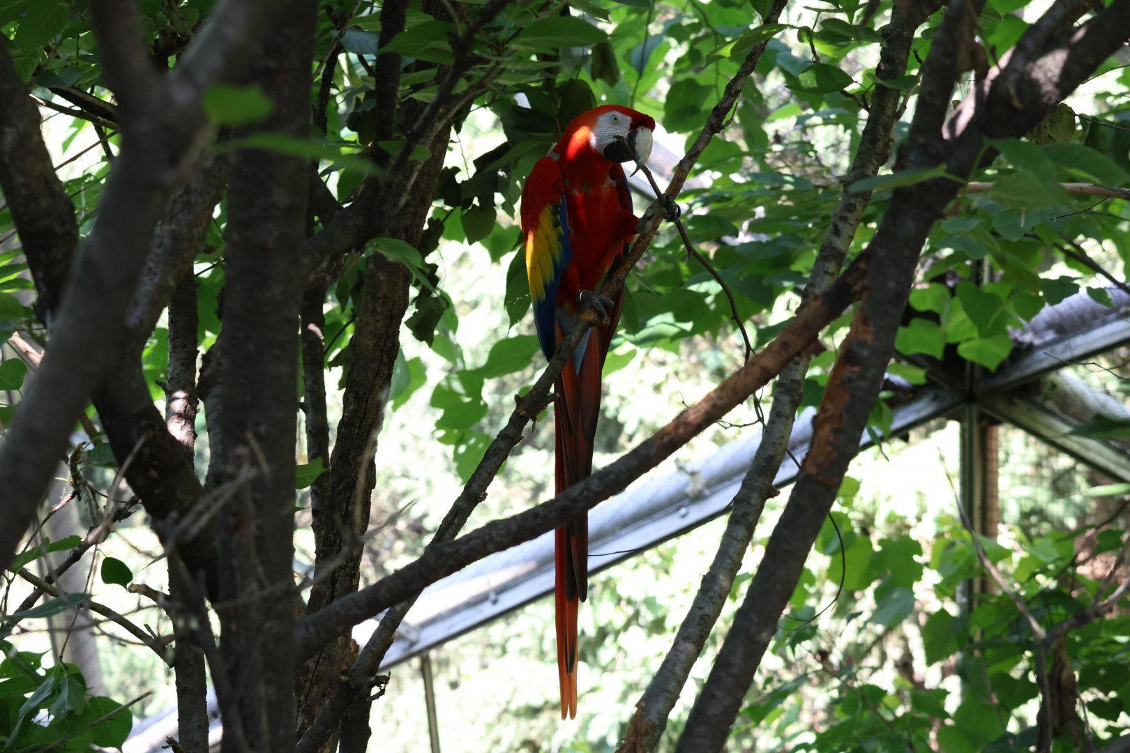 Scarlet macaw (Ara macao)