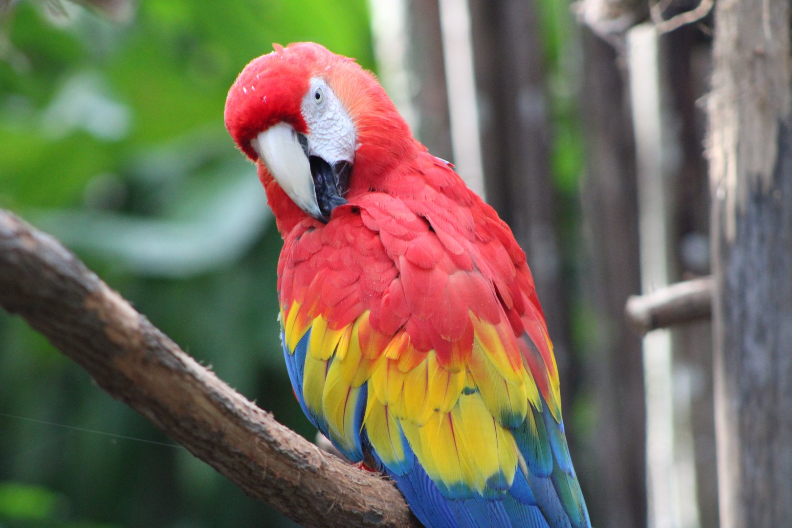 Scarlet Macaw (Ara macao)