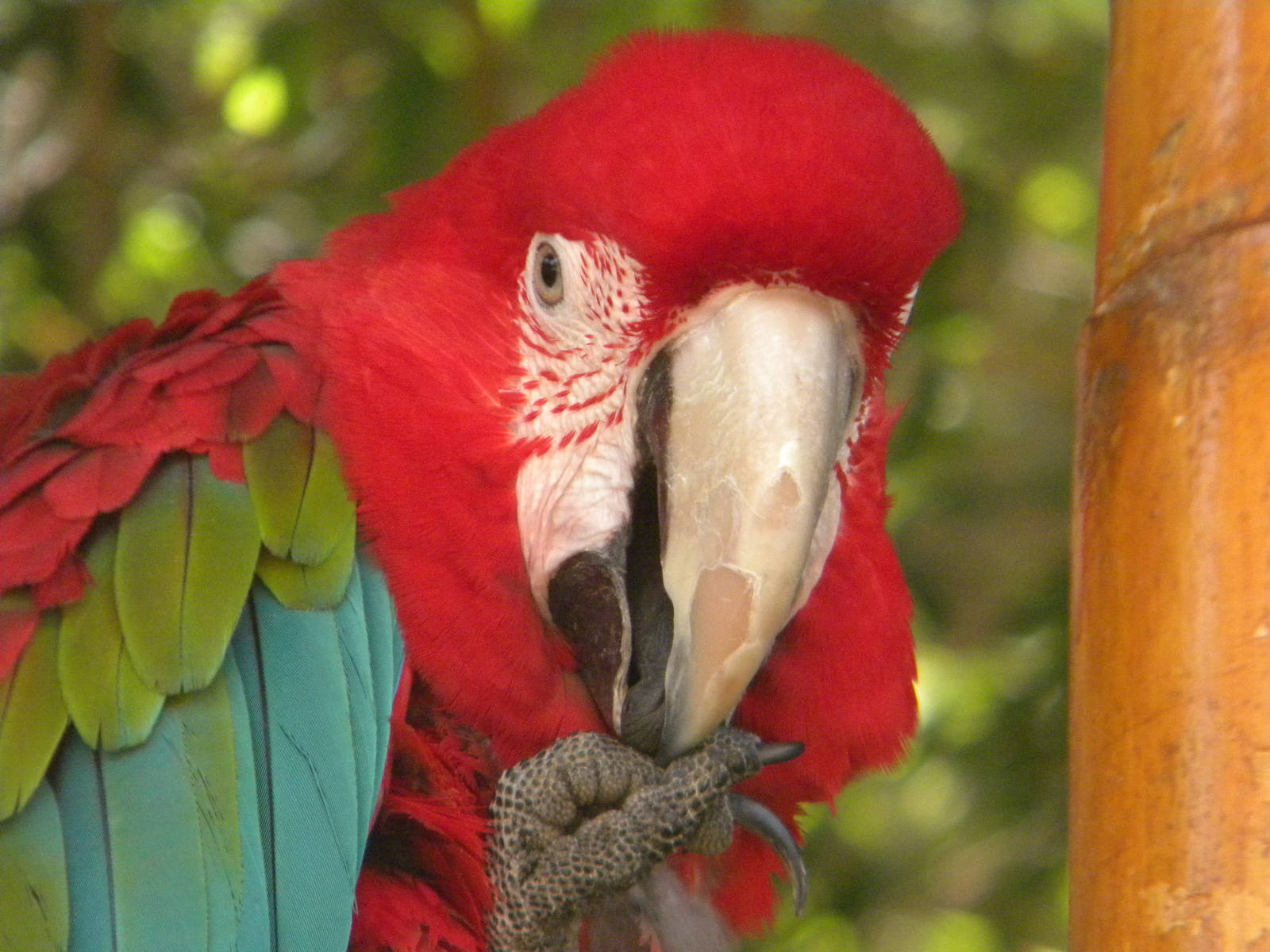 Scarlet Macaw at Mundo Mar 01/08/11