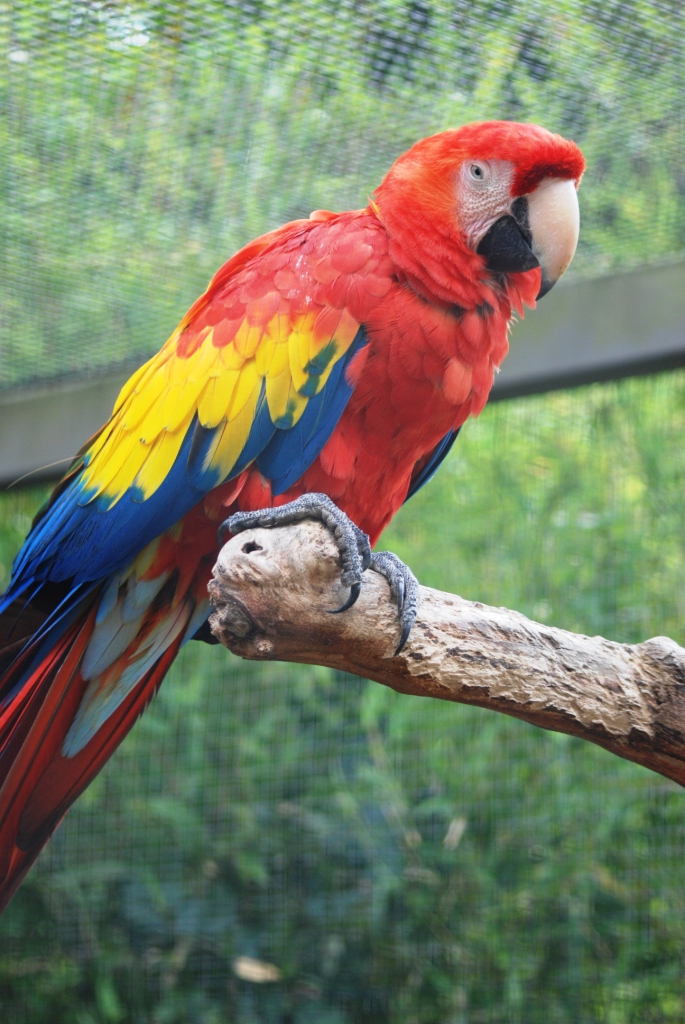Scarlet Macaw at Pairi Daiza, 31/08/14