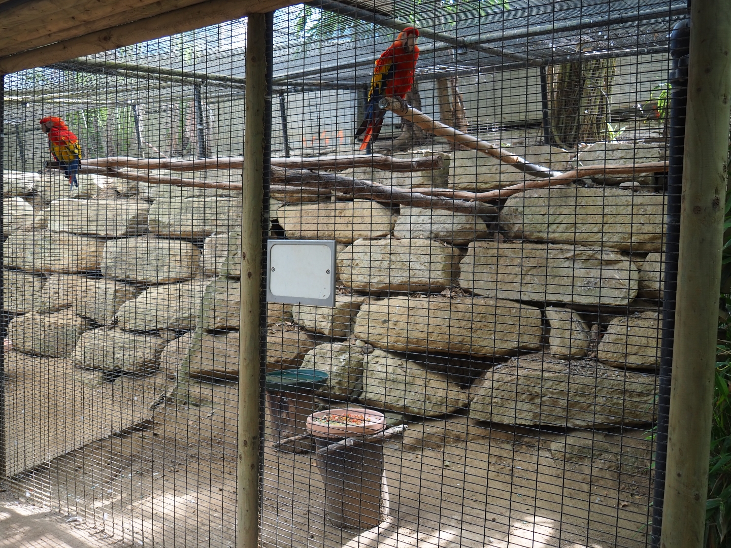 Scarlet macaw (Aug 28th, 2018)