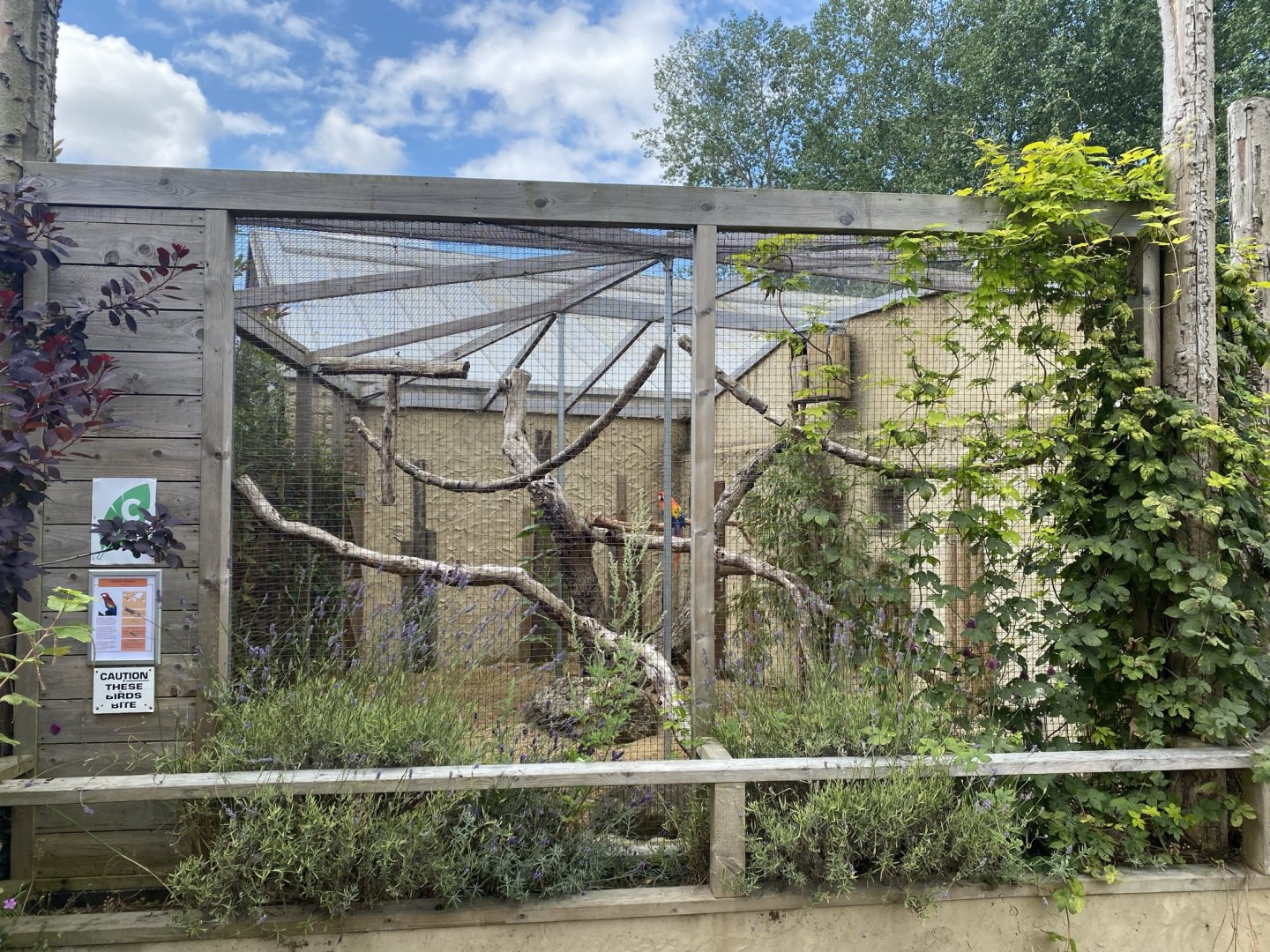 Scarlet macaw aviary 030821