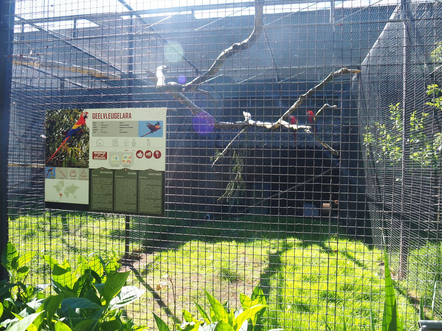 Scarlet macaw aviary, 2020-06-20