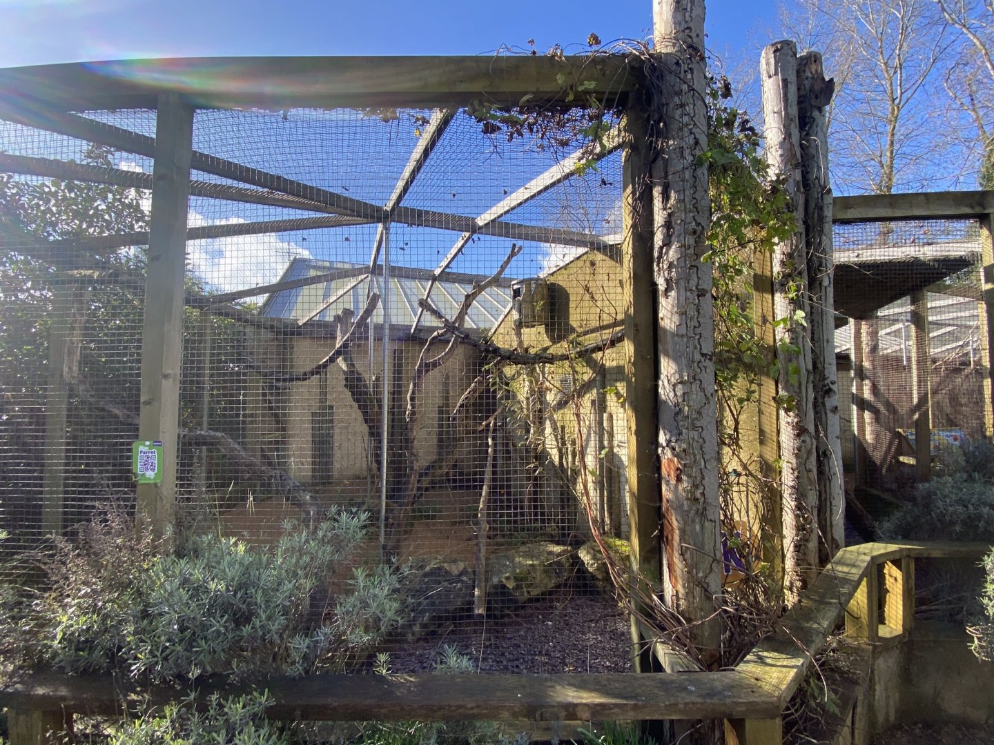 Scarlet macaw aviary 241023