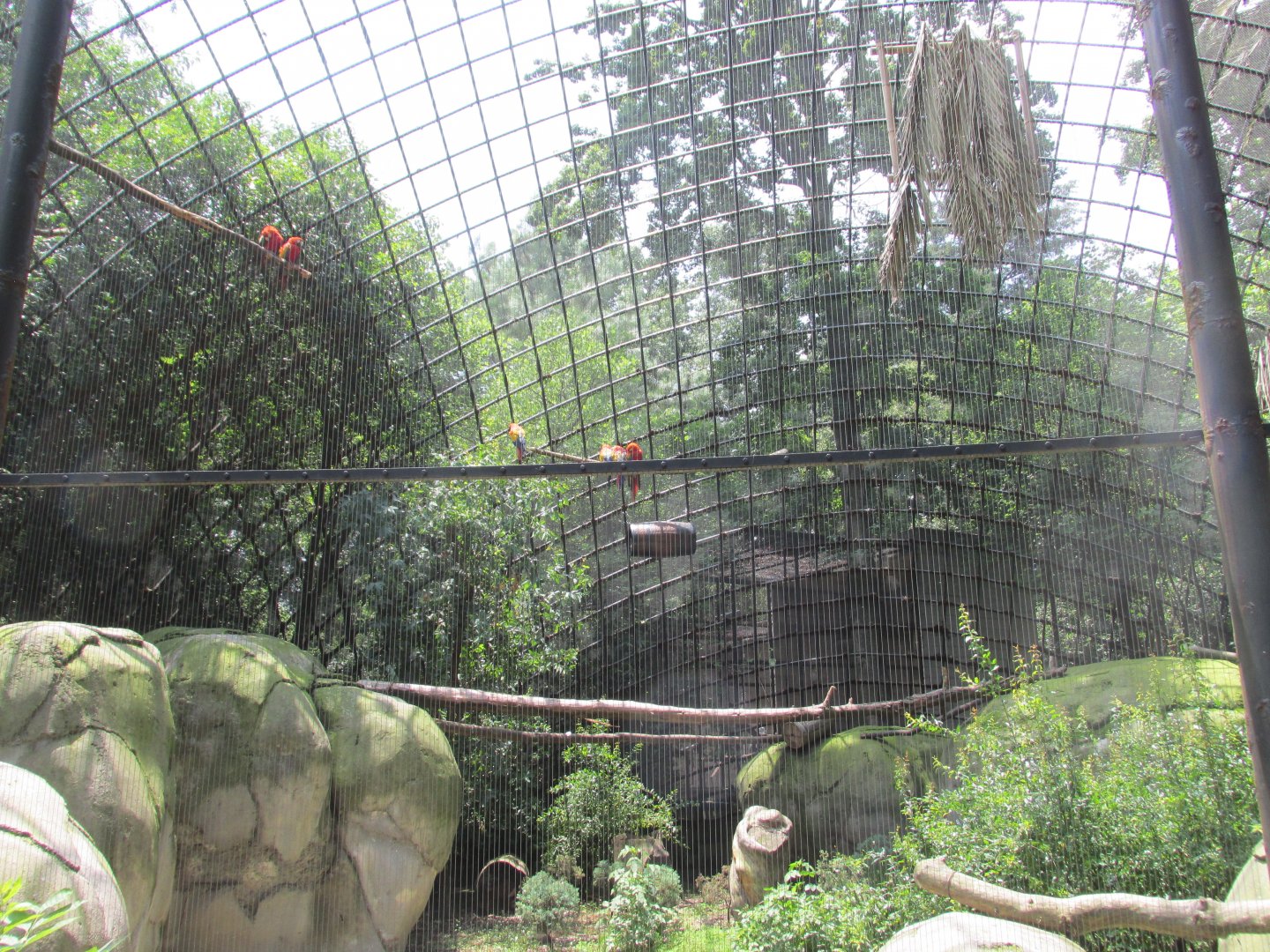 scarlet macaw aviary
