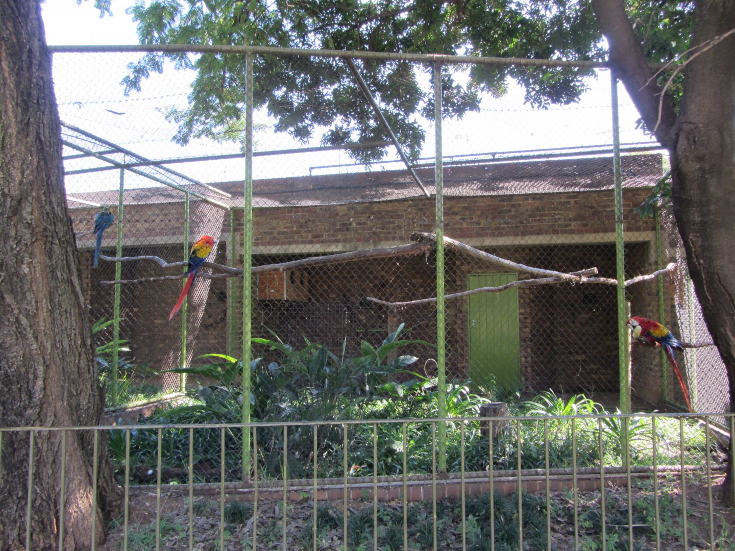 Scarlet Macaw Aviary
