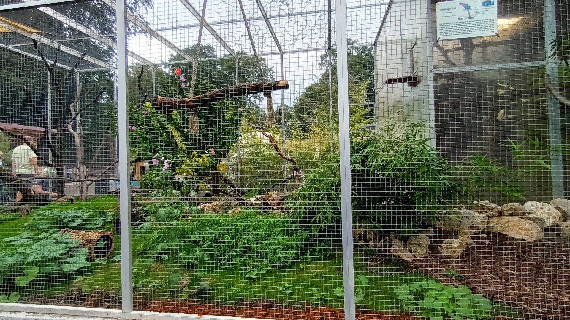 Scarlet Macaw Aviary