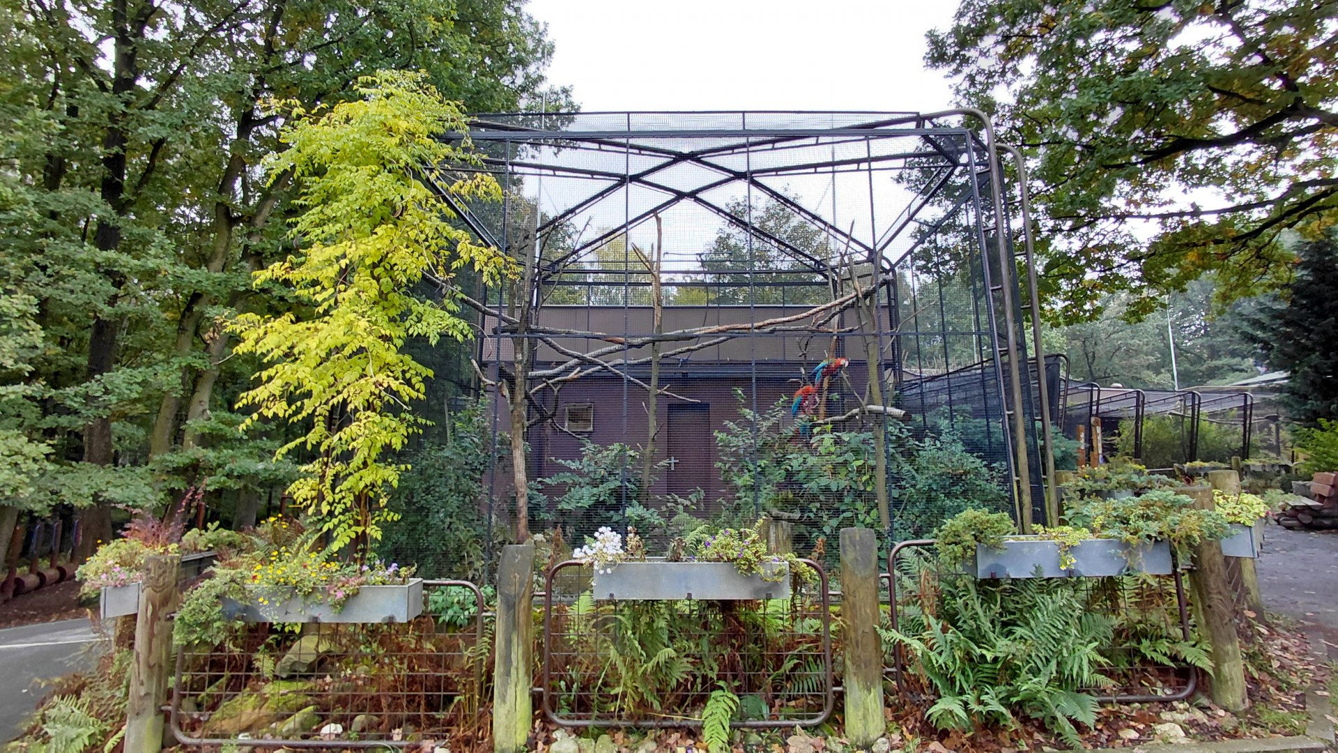 Scarlet macaw aviary