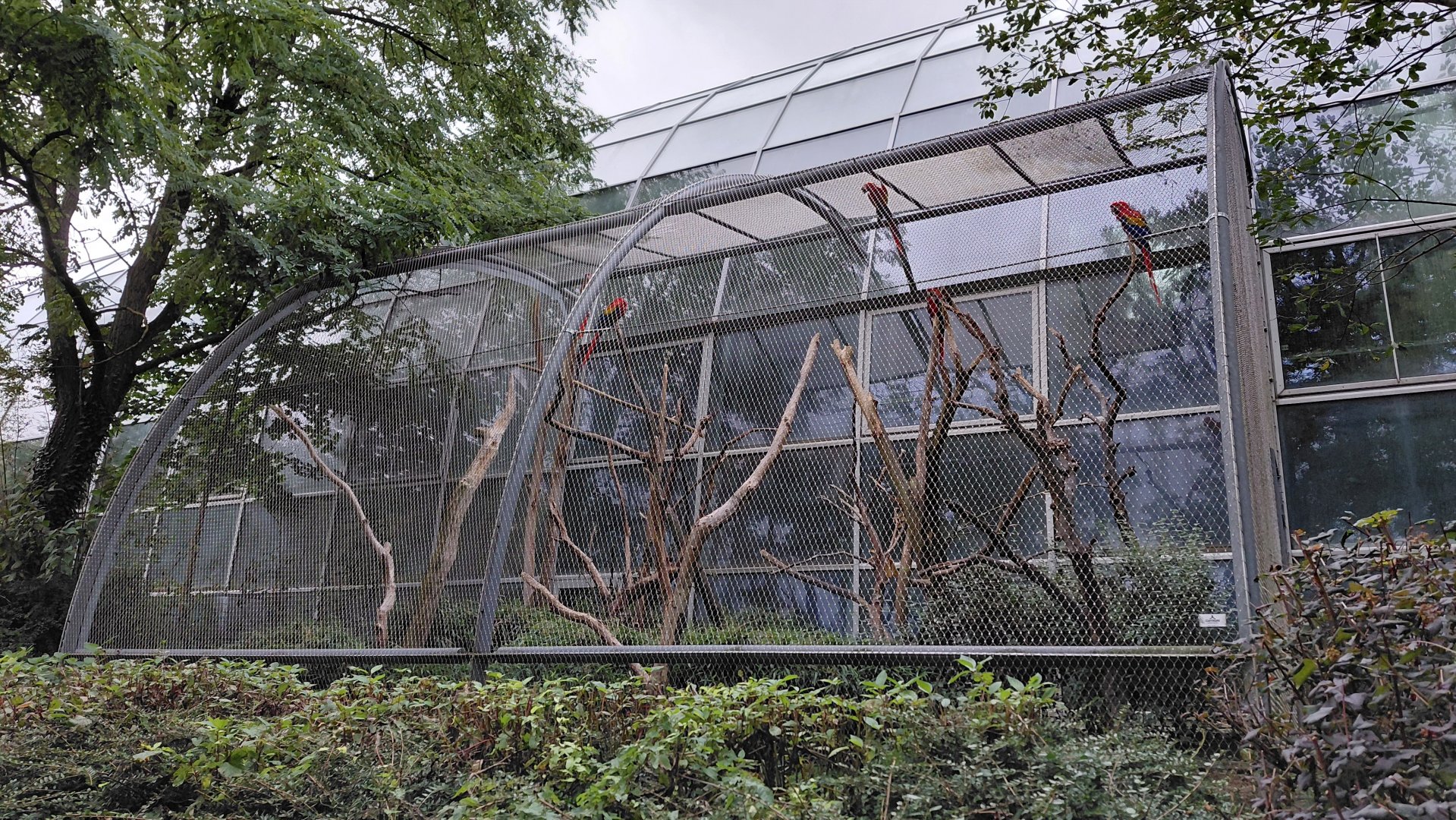 Scarlet macaw aviary