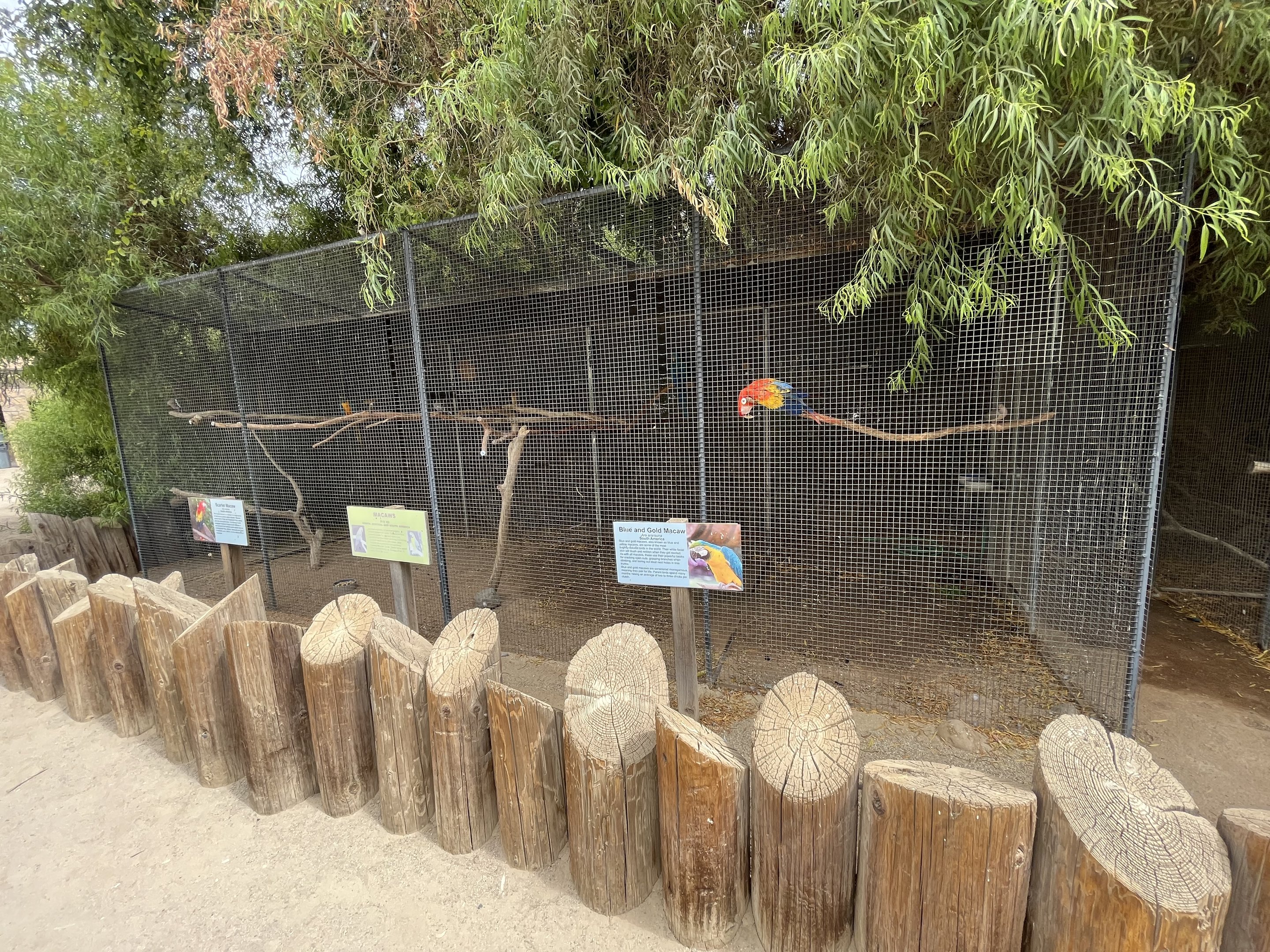 Scarlet Macaw + Blue and Gold Macaw Aviary