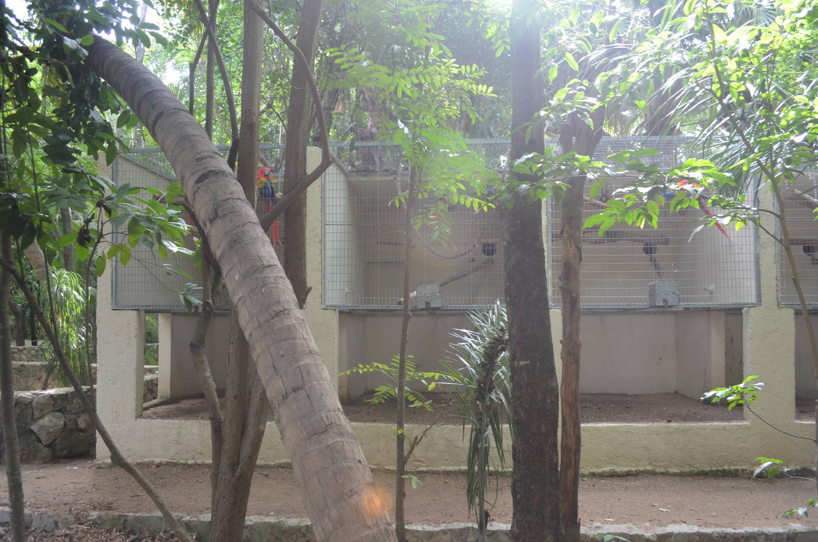 Scarlet Macaw breeding cages